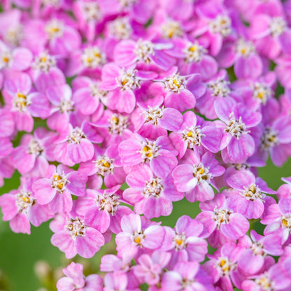 Achillea 'Summer Pastels' Seeds
