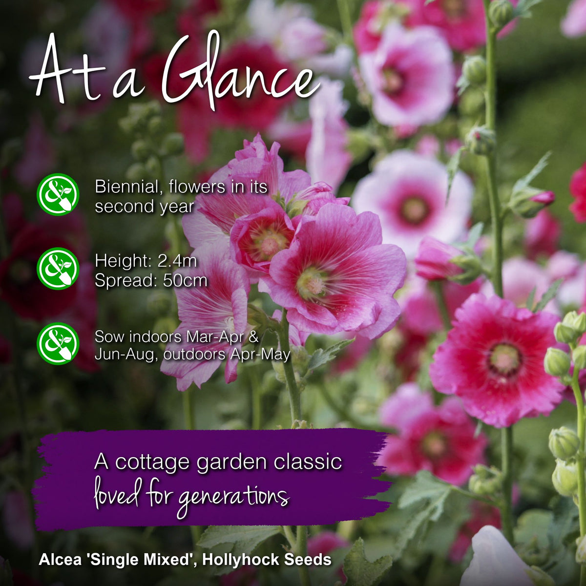 Alcea 'Single Mixed' Seeds