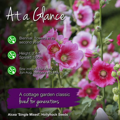 Alcea 'Single Mixed' Seeds