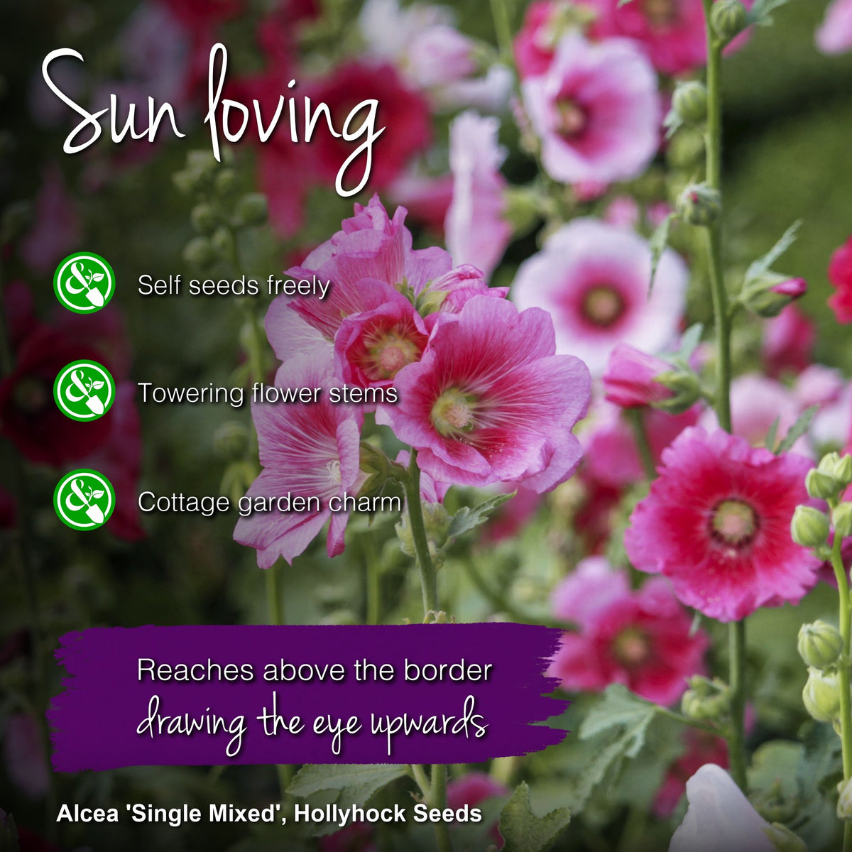Alcea 'Single Mixed' Seeds