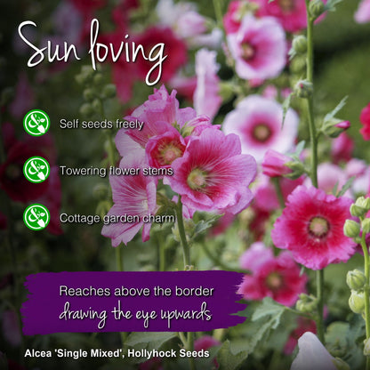 Alcea 'Single Mixed' Seeds