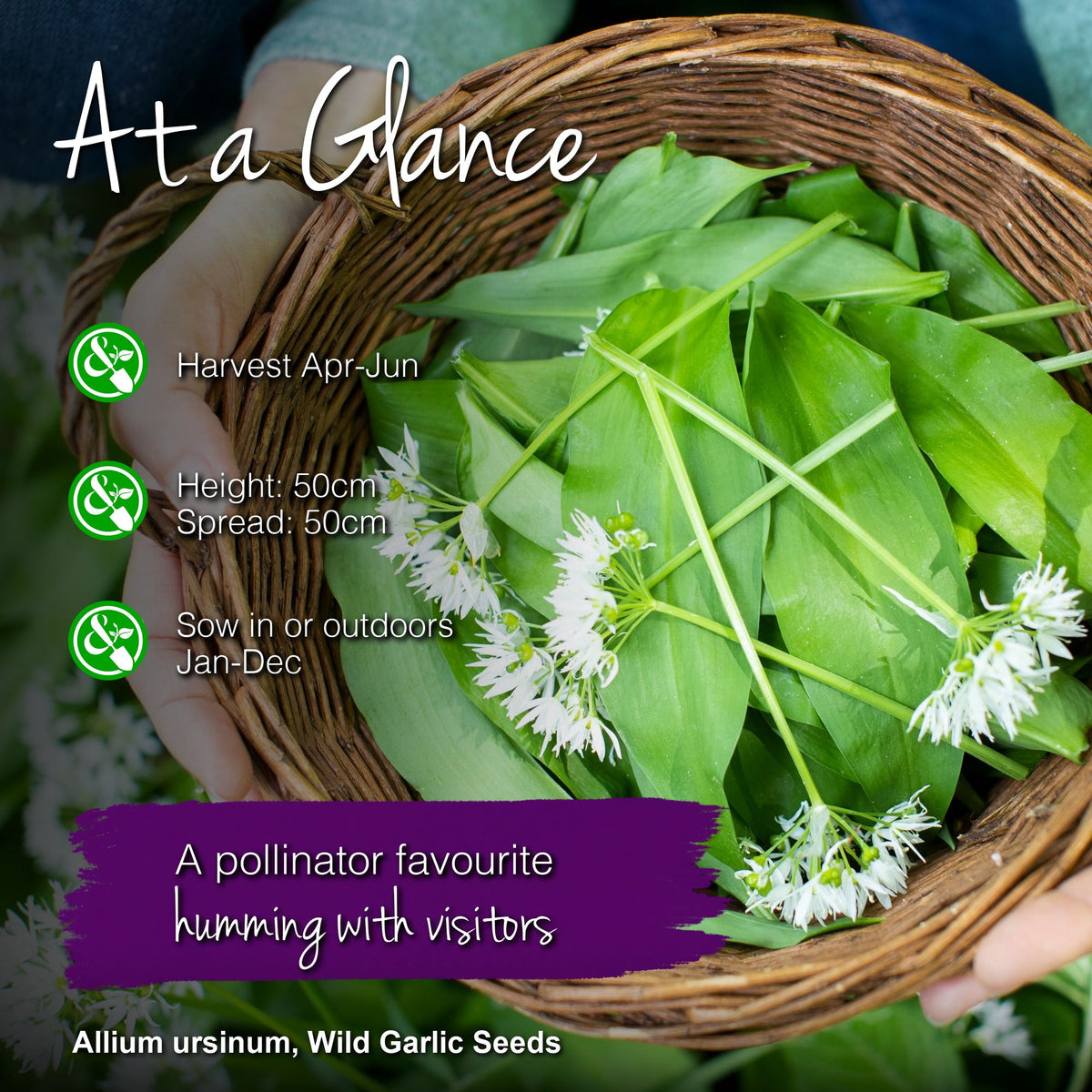 Allium ursinum - Wild Garlic Seeds