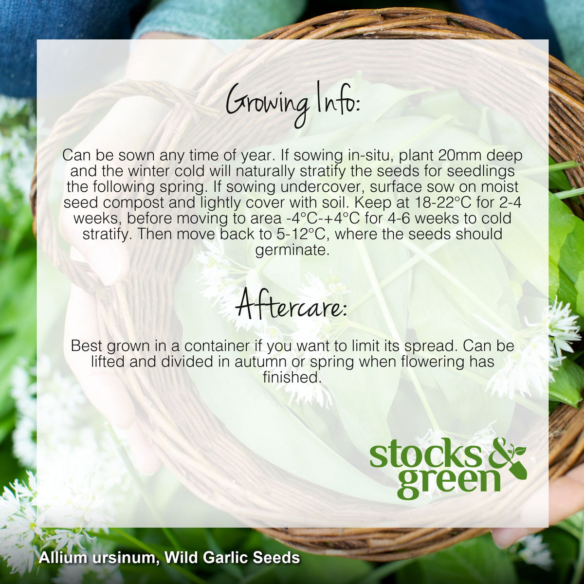 Allium ursinum - Wild Garlic Seeds