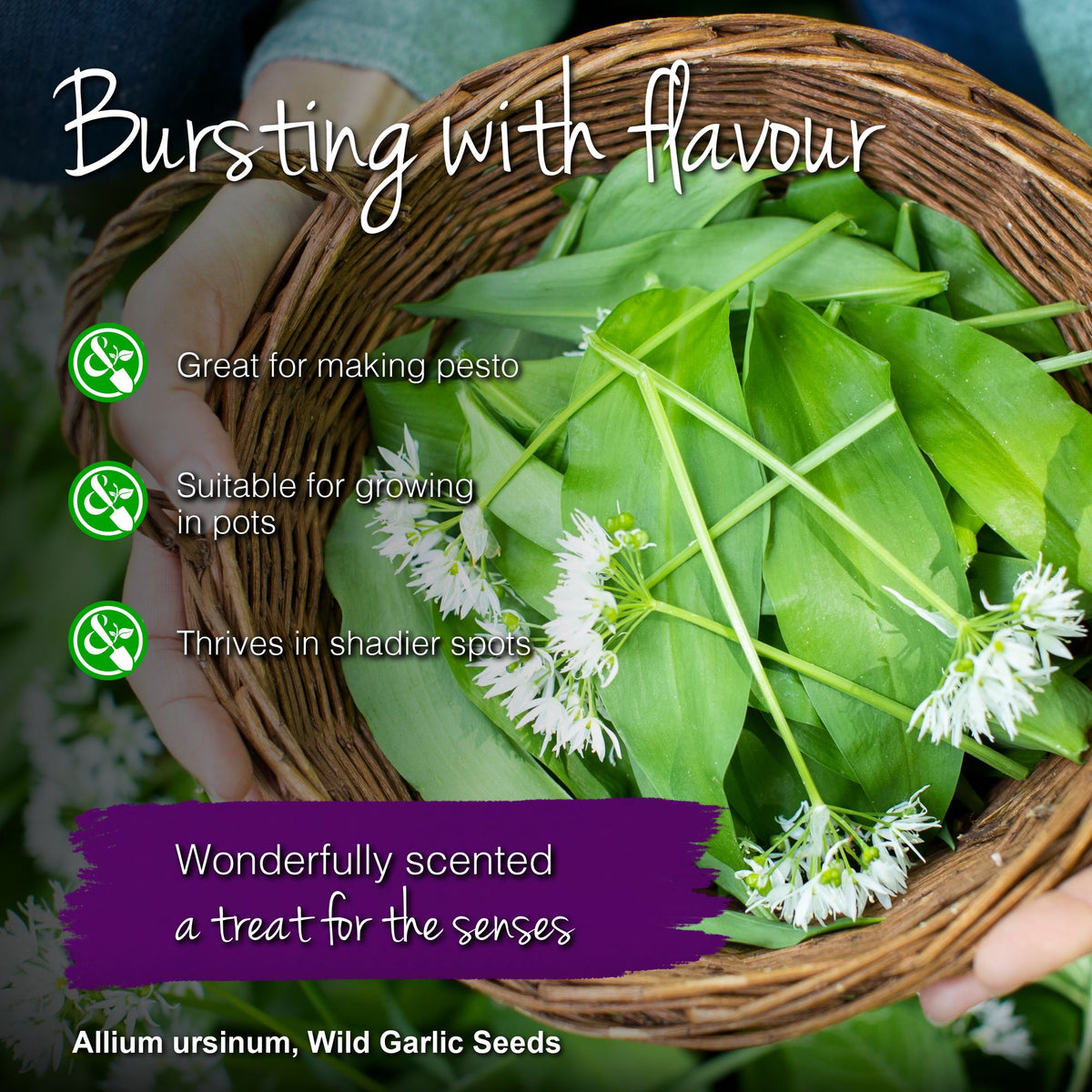 Allium ursinum - Wild Garlic Seeds