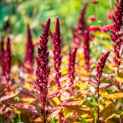 Amaranthus 'Pygmy Torch' Seeds