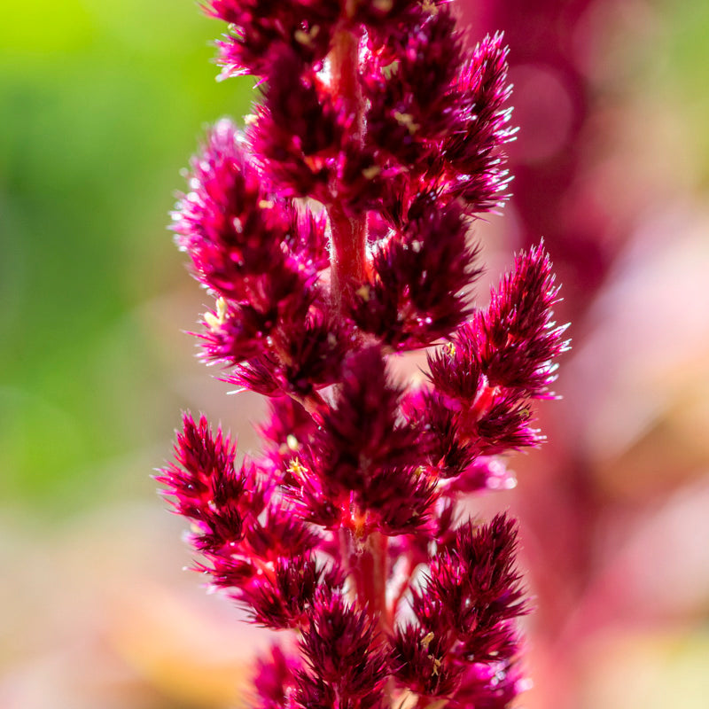 Amaranthus 'Pygmy Torch' Seeds