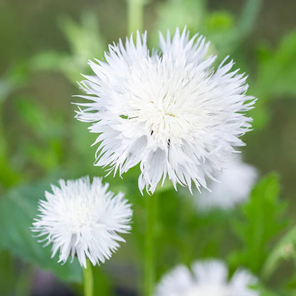 Bronze & Cream Dream