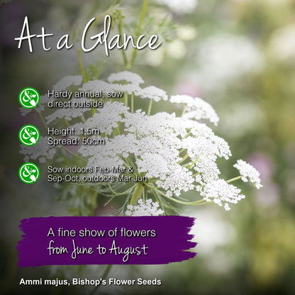 Ammi majus - Bishop's Flower Seeds