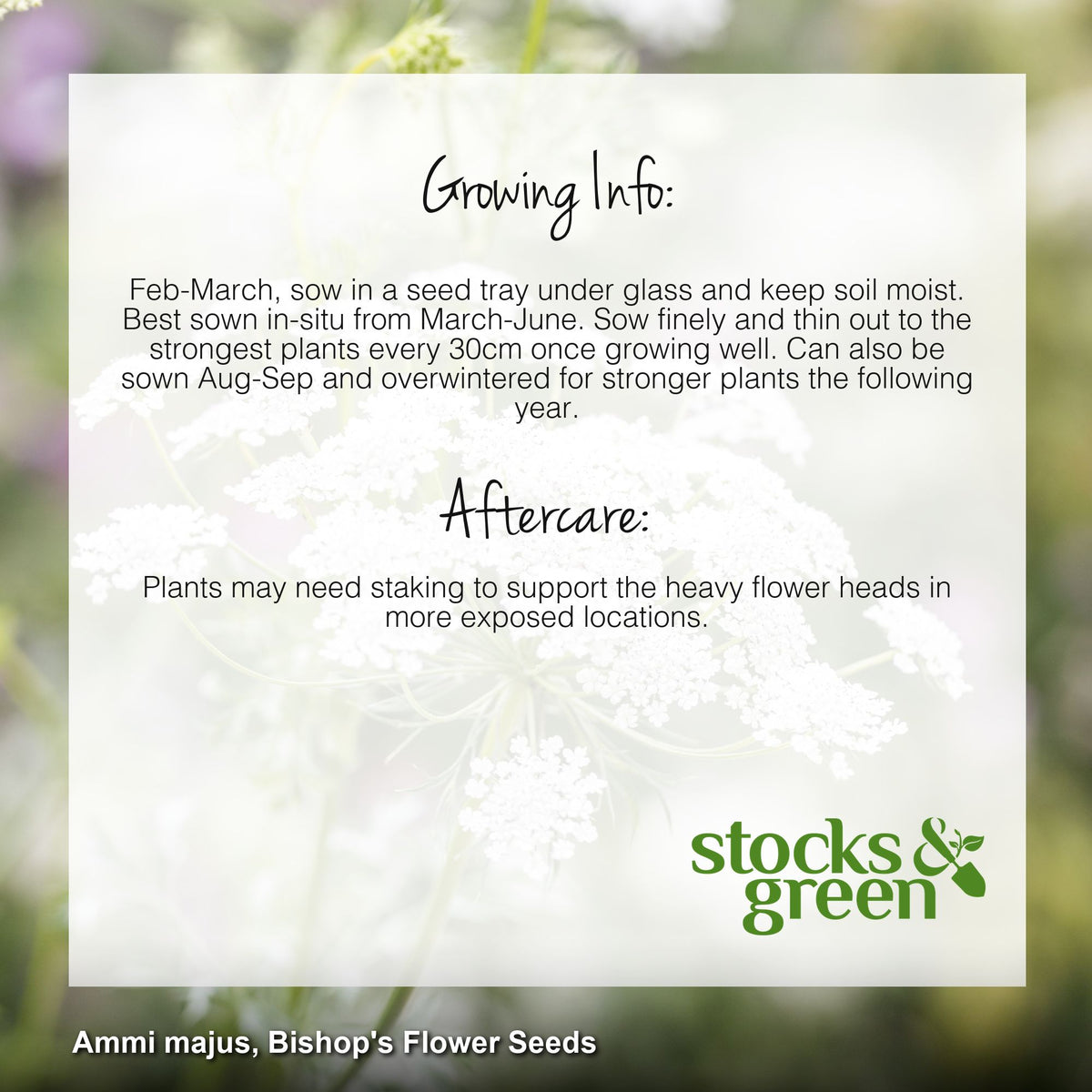 Ammi majus - Bishop's Flower Seeds