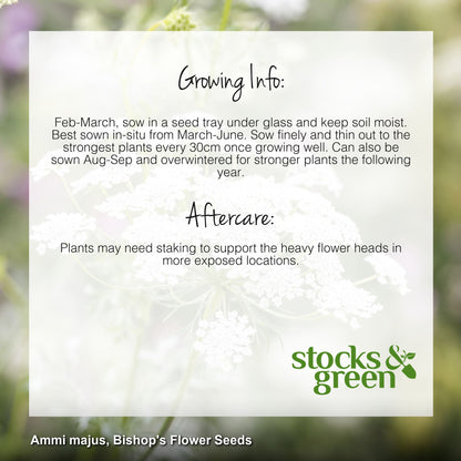 Ammi majus - Bishop's Flower Seeds