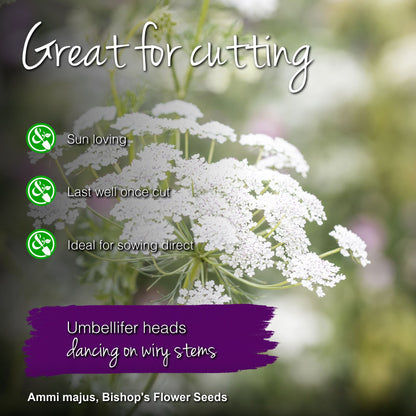 Ammi majus - Bishop's Flower Seeds