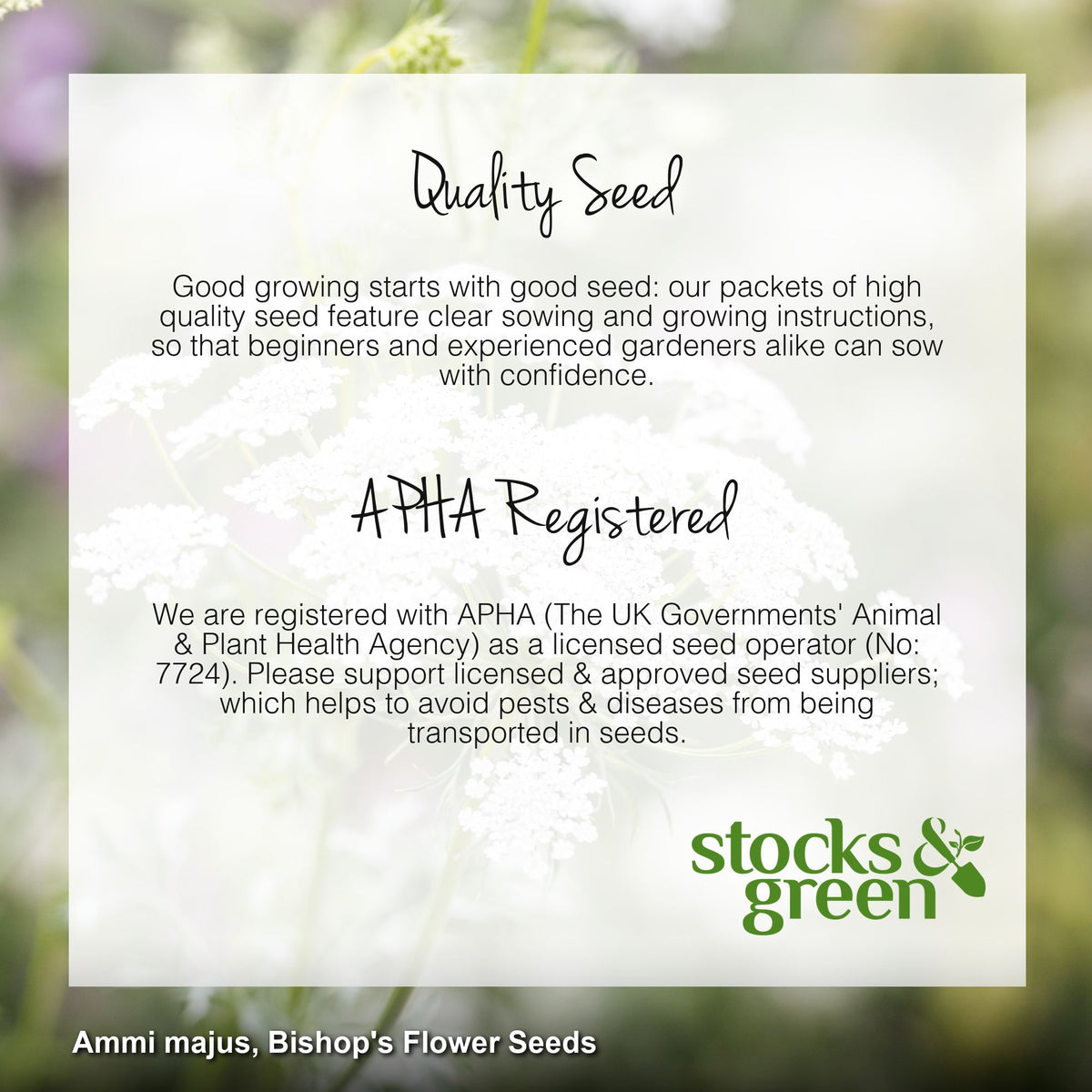 Ammi majus - Bishop's Flower Seeds