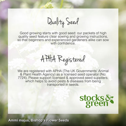 Ammi majus - Bishop's Flower Seeds