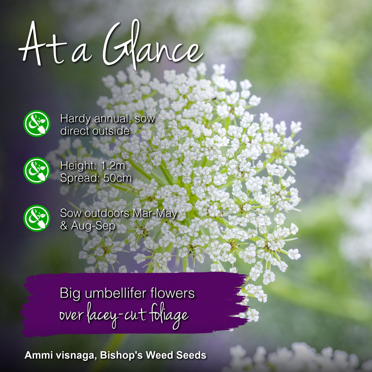 Ammi visnaga - Bishop's Weed Seeds