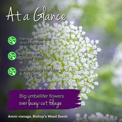 Ammi visnaga - Bishop's Weed Seeds