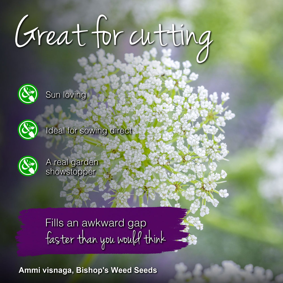 Ammi visnaga - Bishop's Weed Seeds