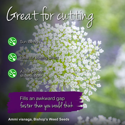 Ammi visnaga - Bishop's Weed Seeds