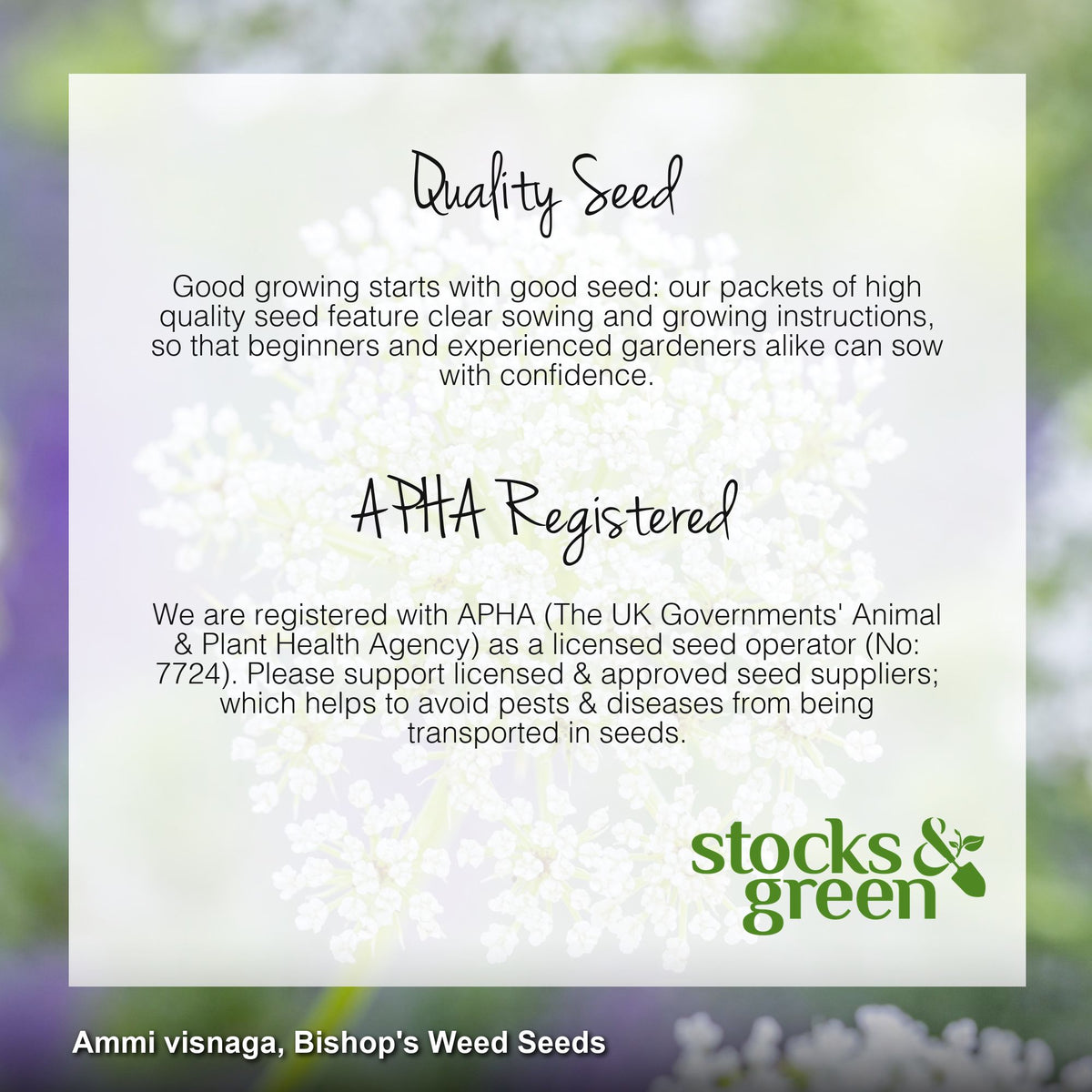 Ammi visnaga - Bishop's Weed Seeds