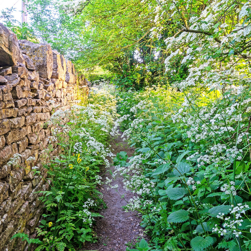 Anthriscus sylvestris - Cow Parsley Seeds