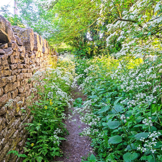 Anthriscus sylvestris - Cow Parsley Seeds