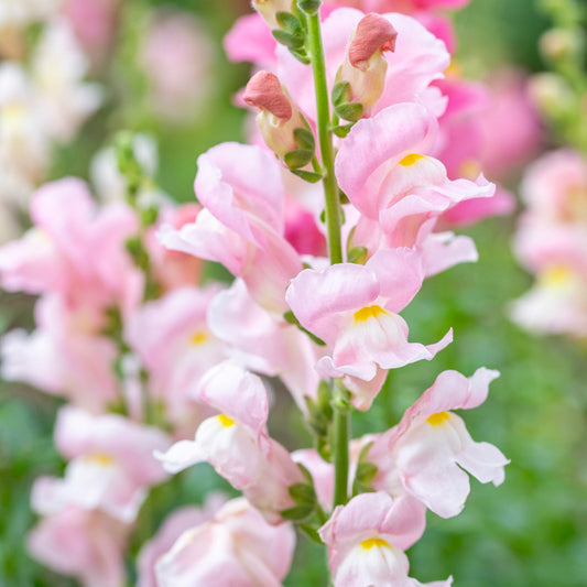 Antirrhinum 'Appleblossom' Seeds