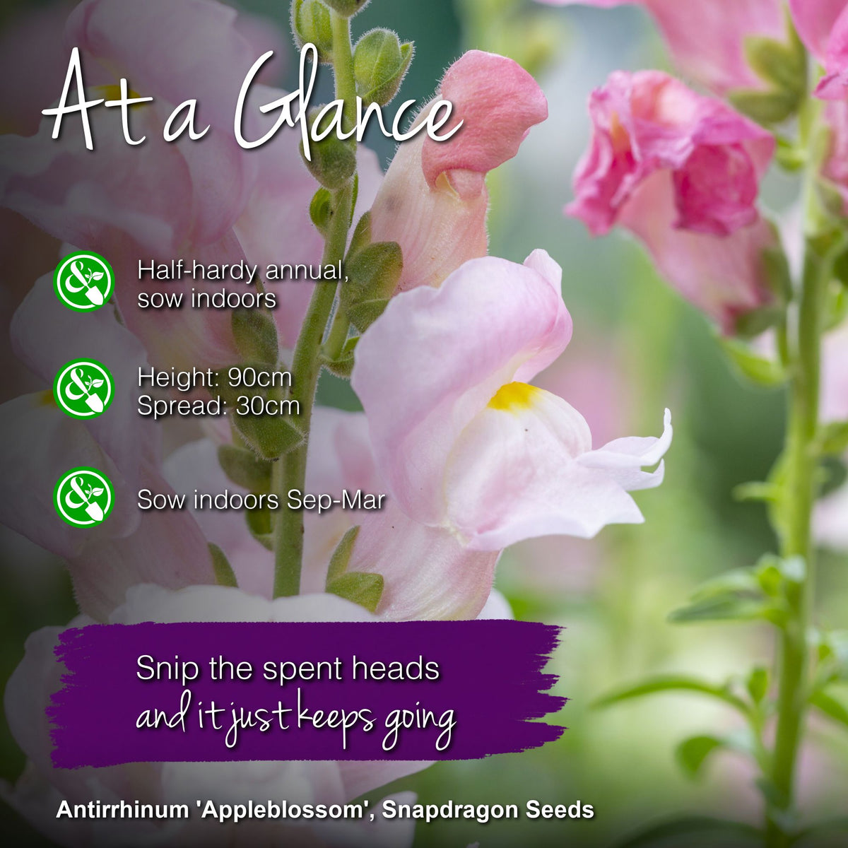 Antirrhinum 'Appleblossom' Seeds