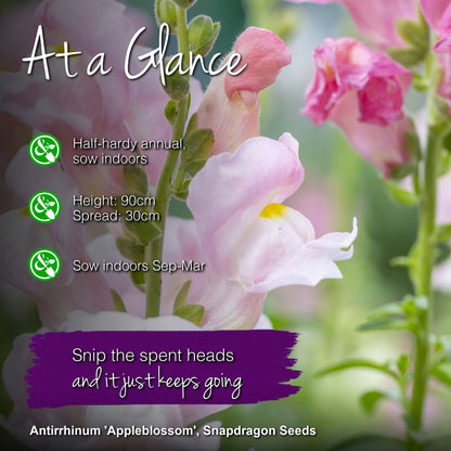 Antirrhinum 'Appleblossom' Seeds