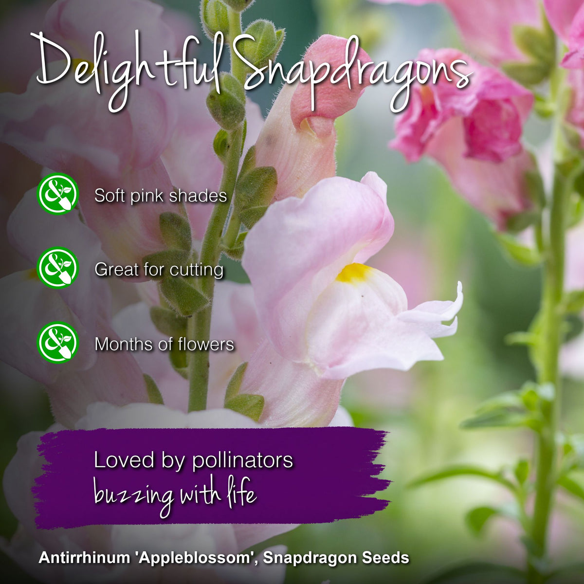 Antirrhinum 'Appleblossom' Seeds