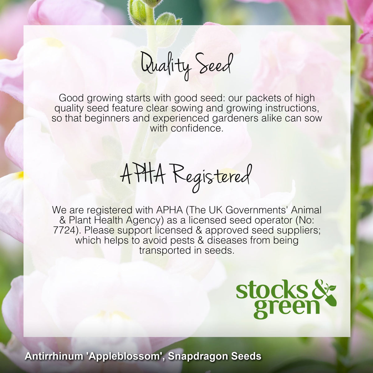 Antirrhinum 'Appleblossom' Seeds