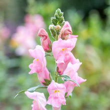 Load image into Gallery viewer, Antirrhinum &#39;The Rose&#39; Seeds
