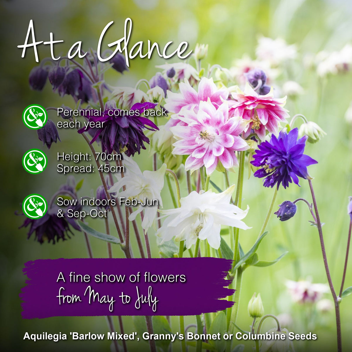 Aquilegia 'Barlow Mixed' Seeds