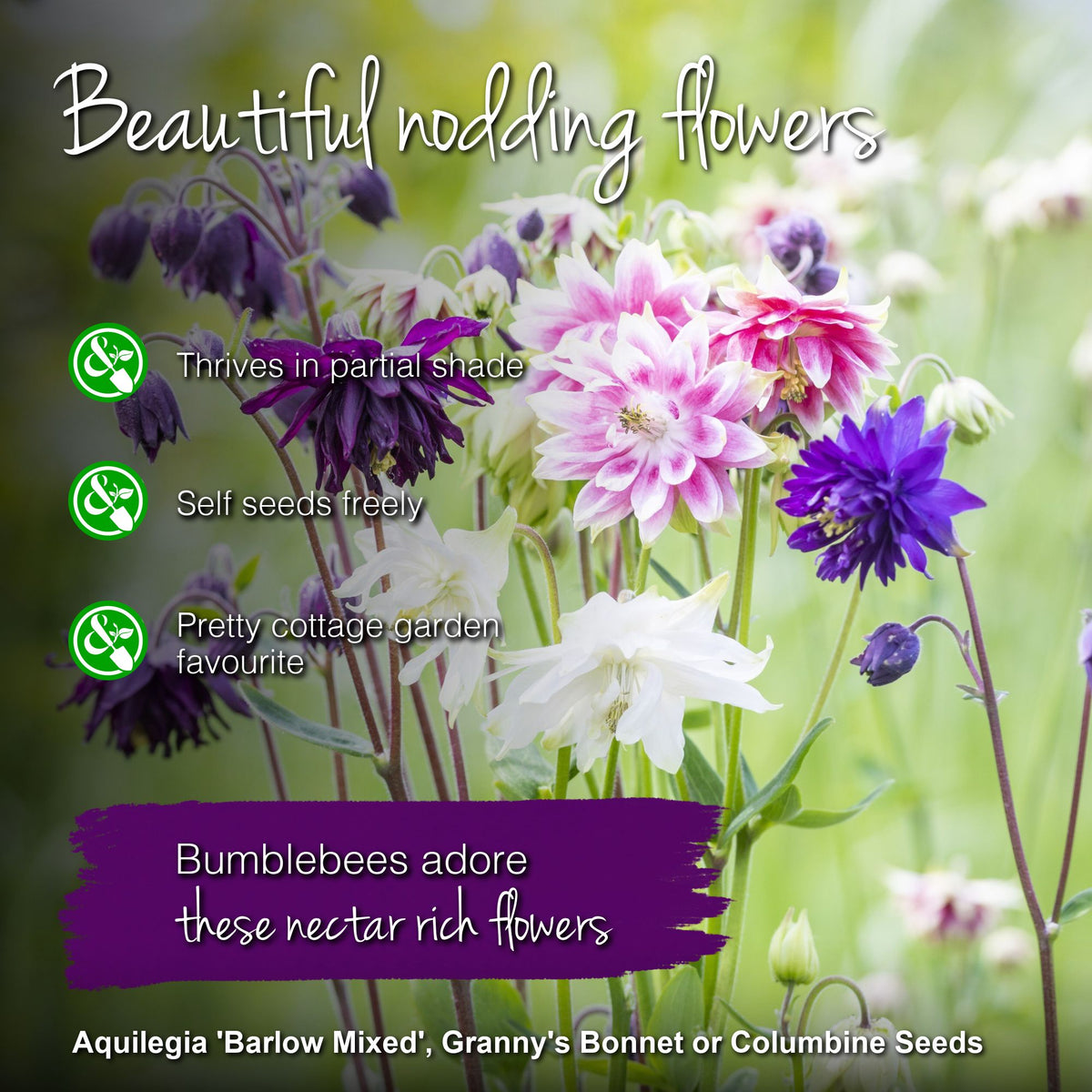 Aquilegia 'Barlow Mixed' Seeds