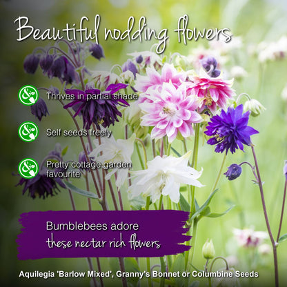 Aquilegia 'Barlow Mixed' Seeds
