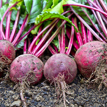 Load image into Gallery viewer, Beetroot &#39;Boltardy&#39; Seeds
