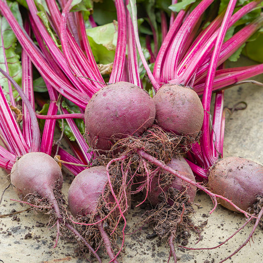 Beetroot 'Boltardy' Seeds