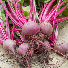 Load image into Gallery viewer, Beetroot &#39;Boltardy&#39; Seeds
