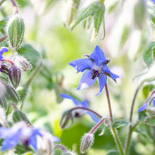 Load image into Gallery viewer, Borage - Seeds
