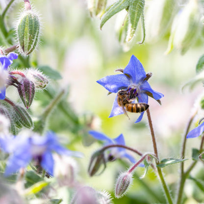 Borage - Seeds