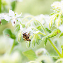 Load image into Gallery viewer, Borage (White) - Seeds

