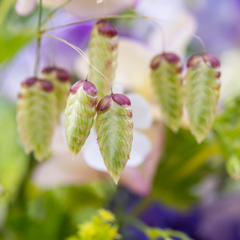 Briza maxima - Seeds