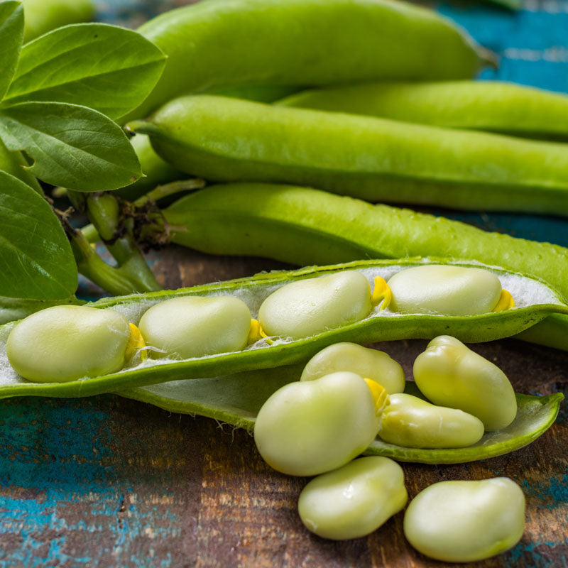 Broad Bean 'Bunyards Exhibition' Seeds