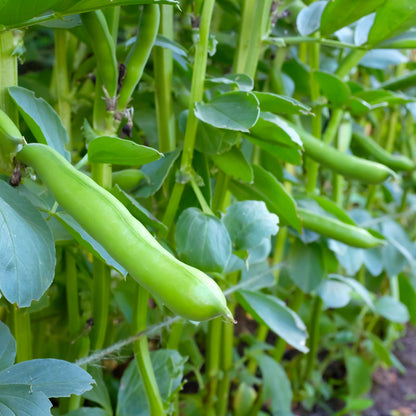 Broad Bean 'Bunyards Exhibition' Seeds