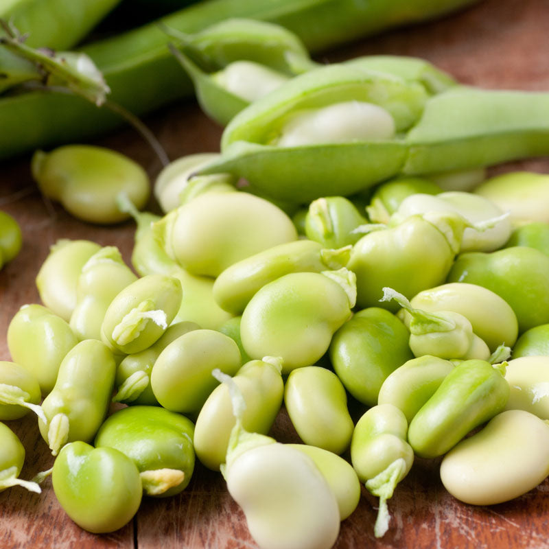 Broad Bean 'Bunyards Exhibition' Seeds
