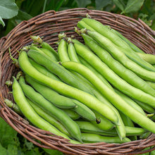 Load image into Gallery viewer, Broad Bean &#39;Giant Exhibition Longpod&#39; Seeds
