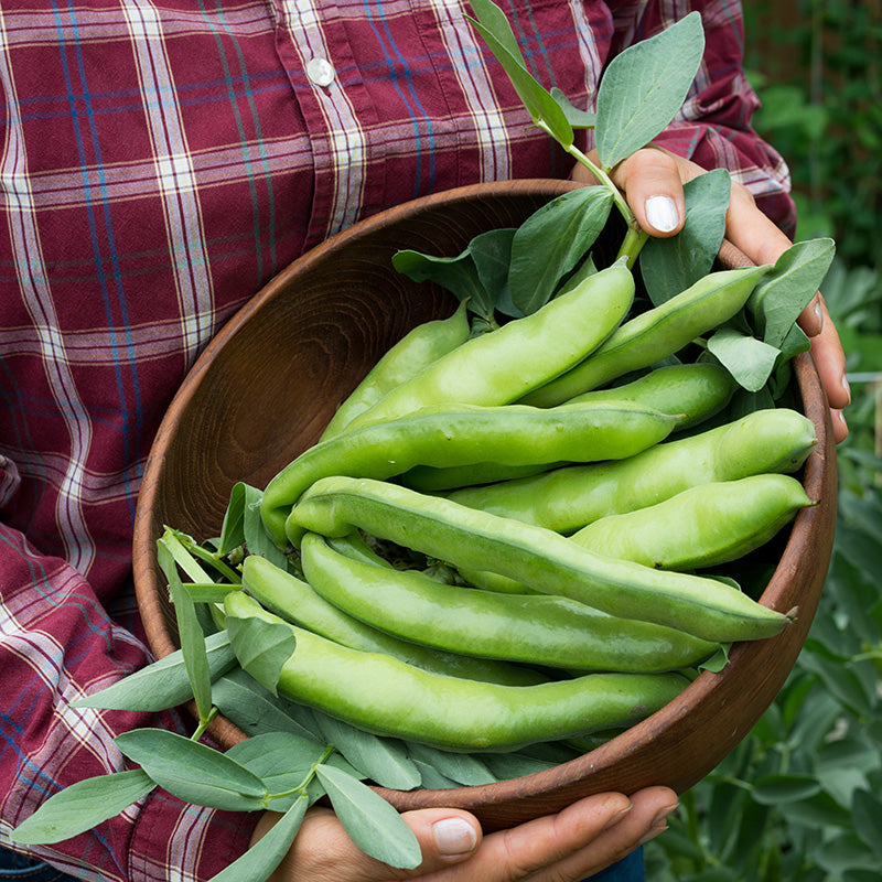 Broad Bean 'Masterpiece Green' Seeds