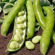 Load image into Gallery viewer, Broad Bean &#39;Masterpiece Green&#39; Seeds
