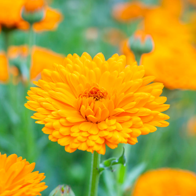 Calendula 'Balls Improved Orange' Seeds – Stocks & Green