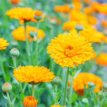 Calendula 'Balls Improved Orange' Seeds