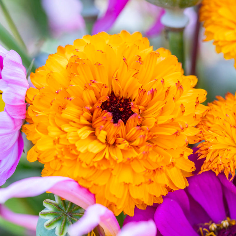 Calendula 'Neon' Seeds