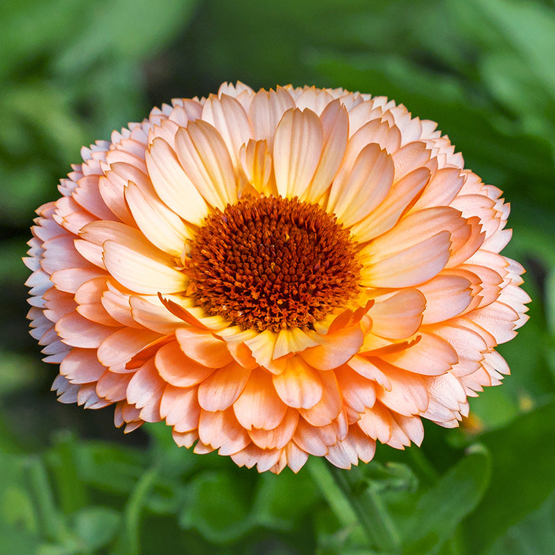 Calendula officinalis 'Pink Surprise' Seeds – Stocks & Green